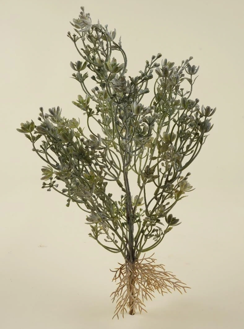 Broad Leaf stonecrop Bunch x 7